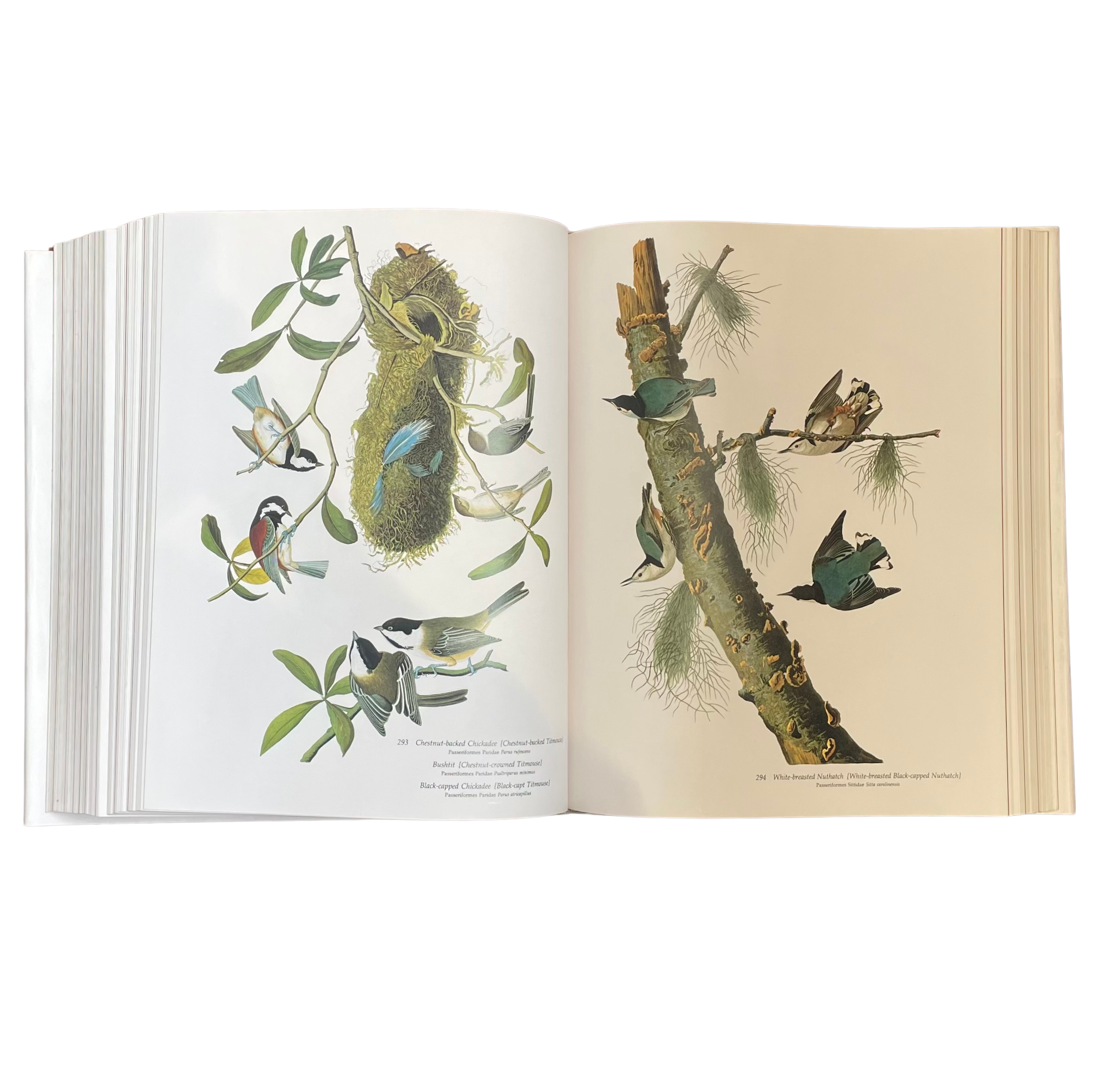 Audubon's Birds of America - Image 2